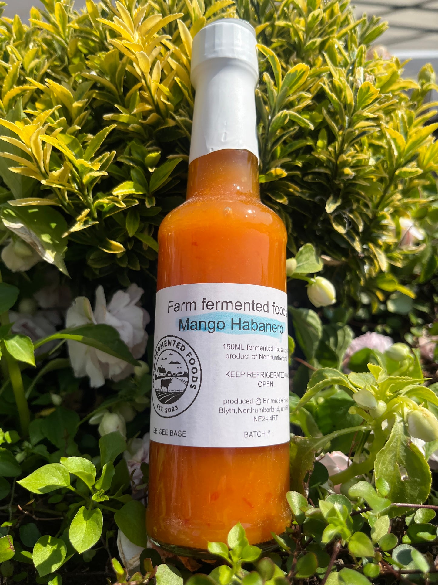 Mango habanero fermented hot sauce
