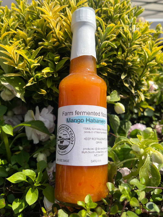 Mango habanero fermented hot sauce
