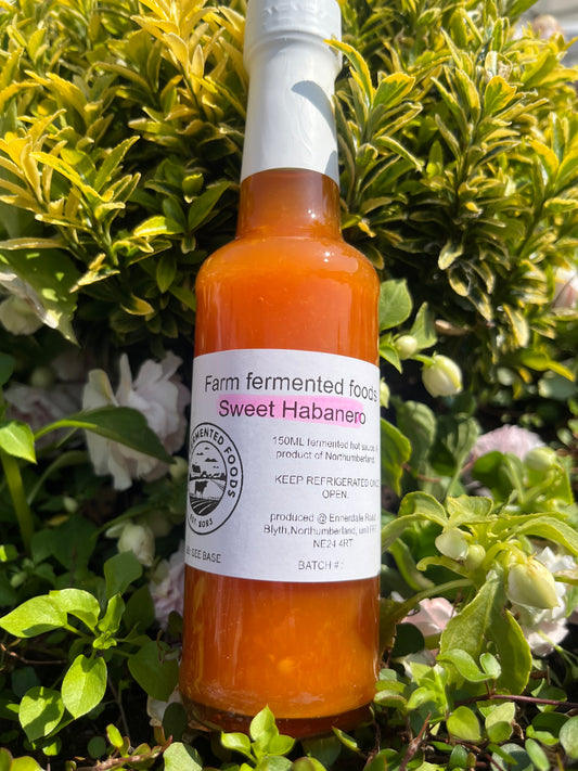 Sweet habanero fermented hot sauce